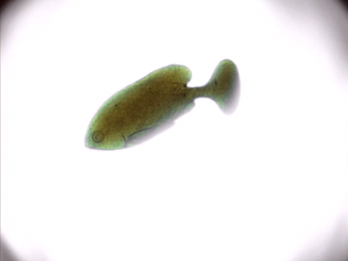 Aru Tabibito no Nikki (Starry Sky, 0000)