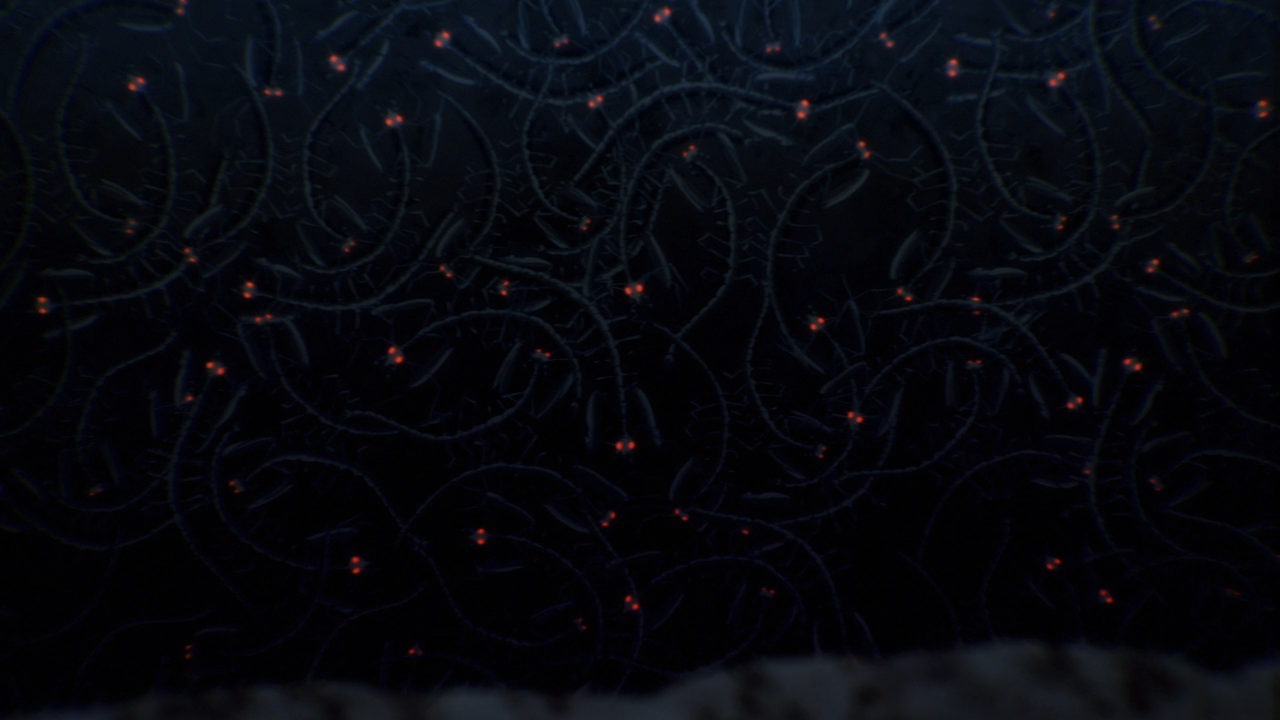 7 Seeds (DragsterPS)