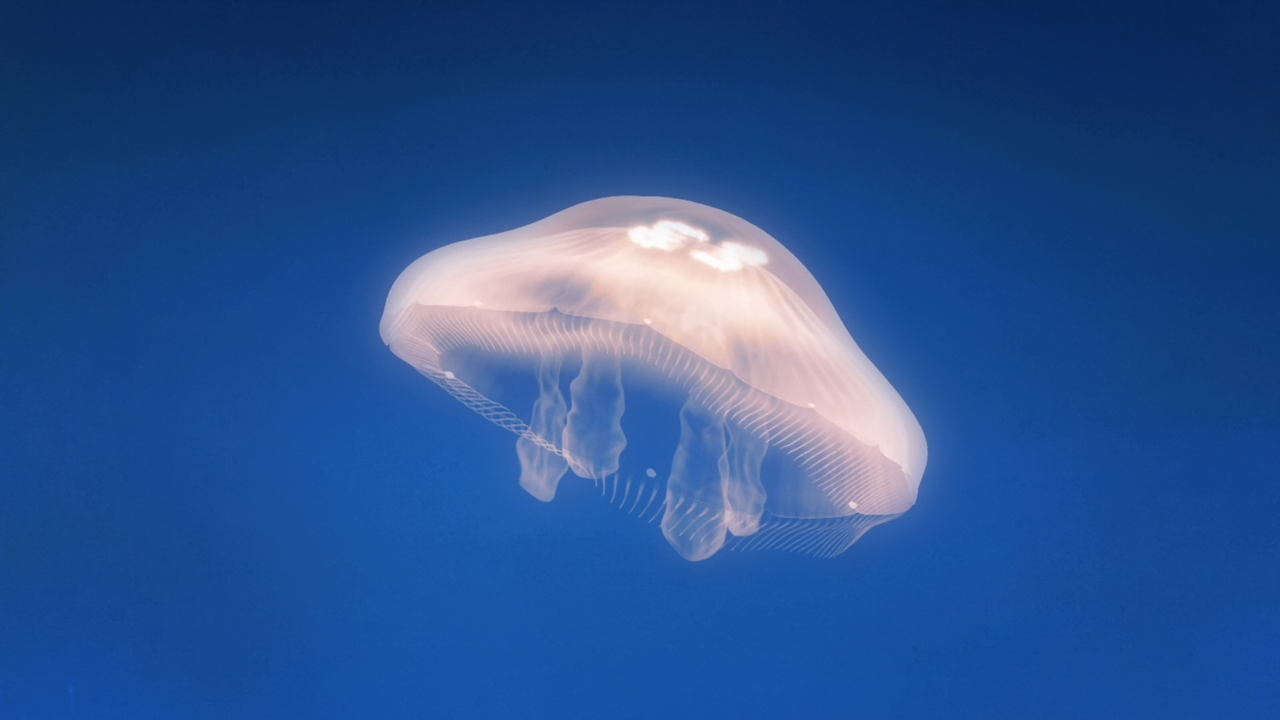 Kurage no Shokudou (Rabu)